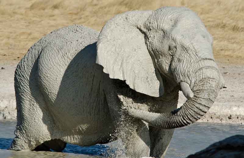 68 - Namibia - elefantes en el barro - parque nacional de Etosha